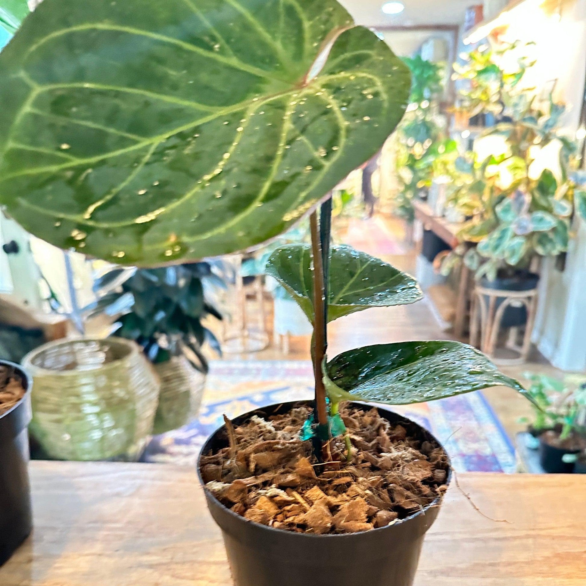 Anthurium ‘King of Spades’-available at Hidden Seed Plant Shop