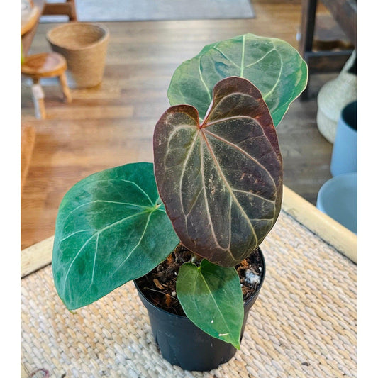 Anthurium ‘King of Spades’-available at Hidden Seed Plant Shop