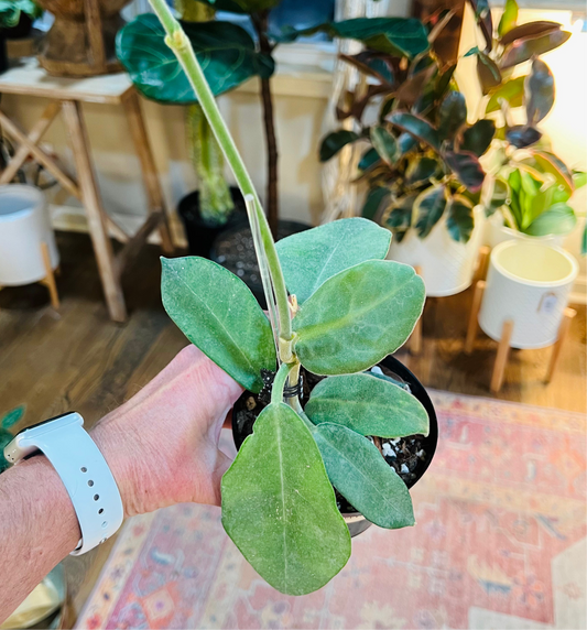 Hoya 'Calycina - Stargazer'