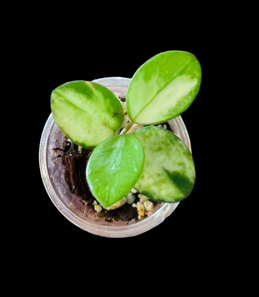 Hoya Mathilde Variegata