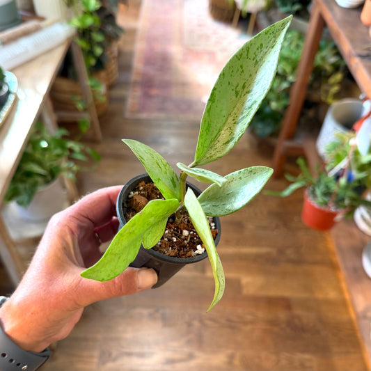 Hoya Publicalyx ‘ Silver Ghost'