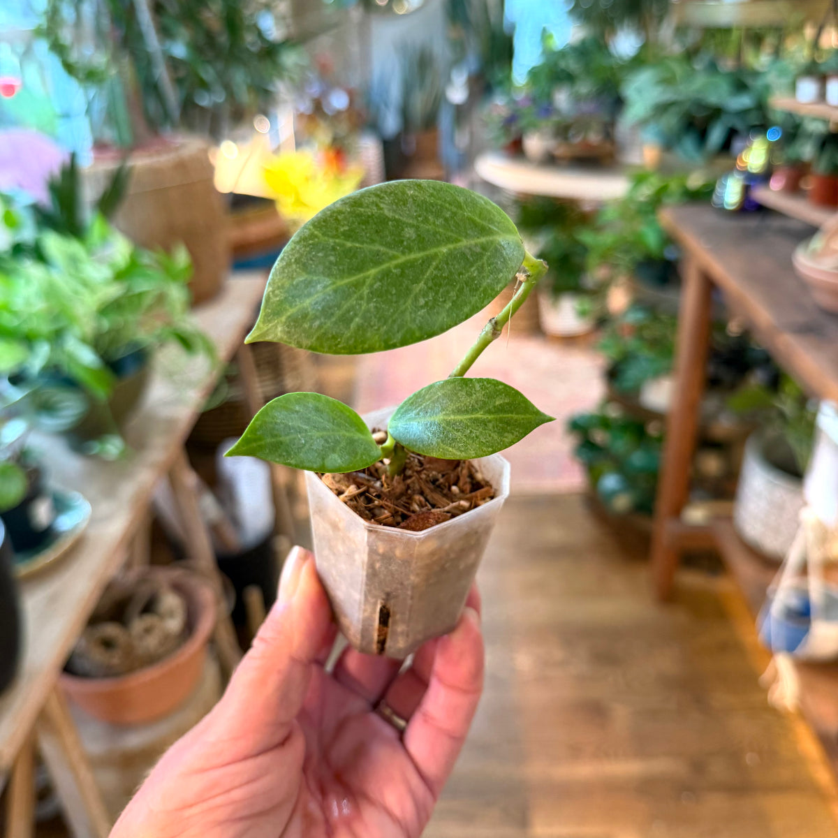 Hoya Obscura silver