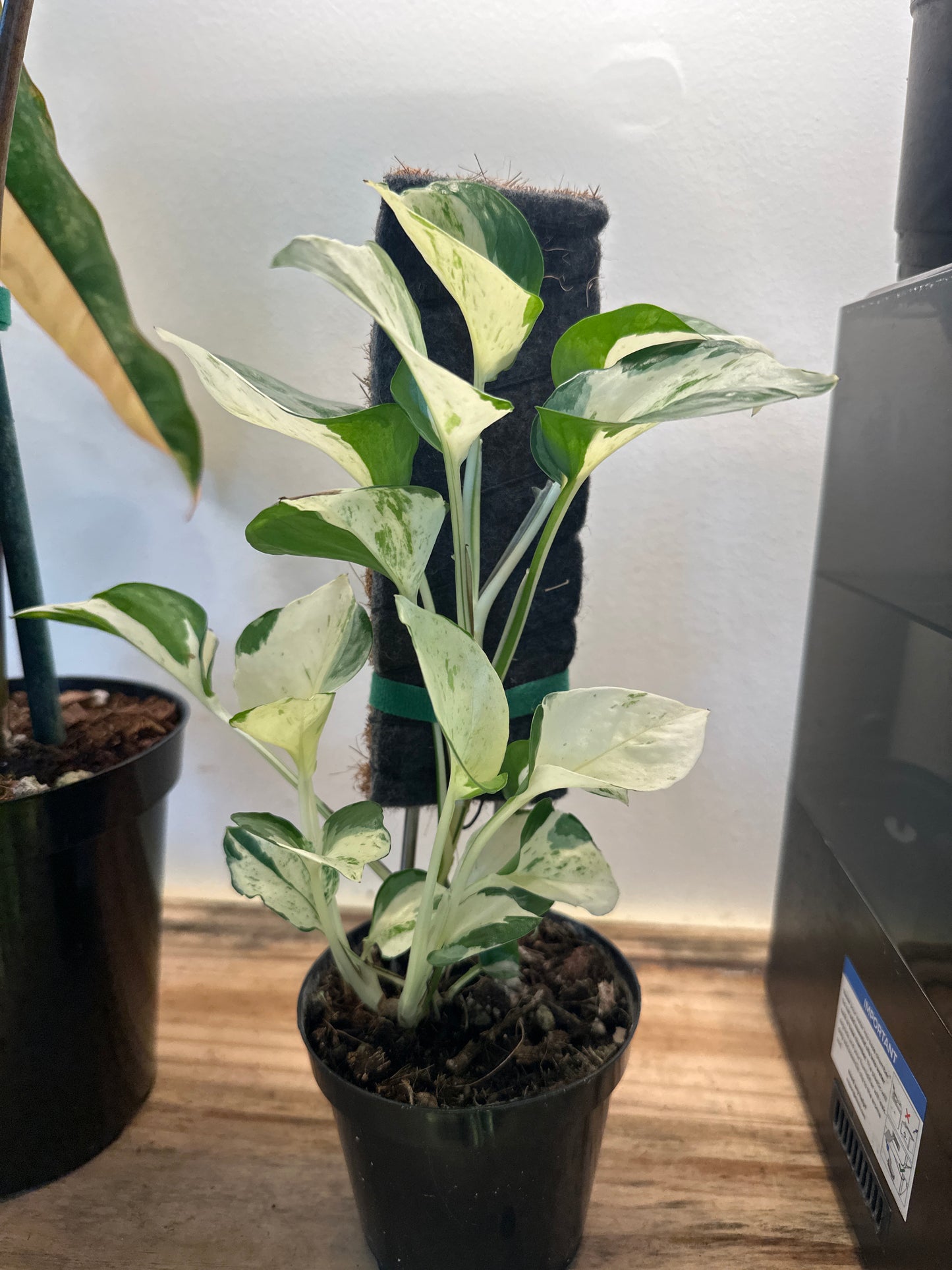Epipremnum aureum 'Pothos Manjula' (Large Leaf Form)