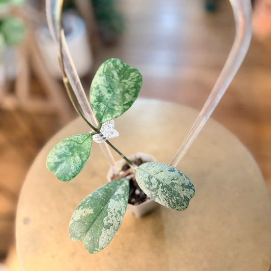 Hoya ‘Deykeae’  Morning Dew