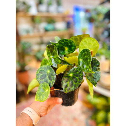 Begonia Kingiana - Hidden Seed Plant Shop