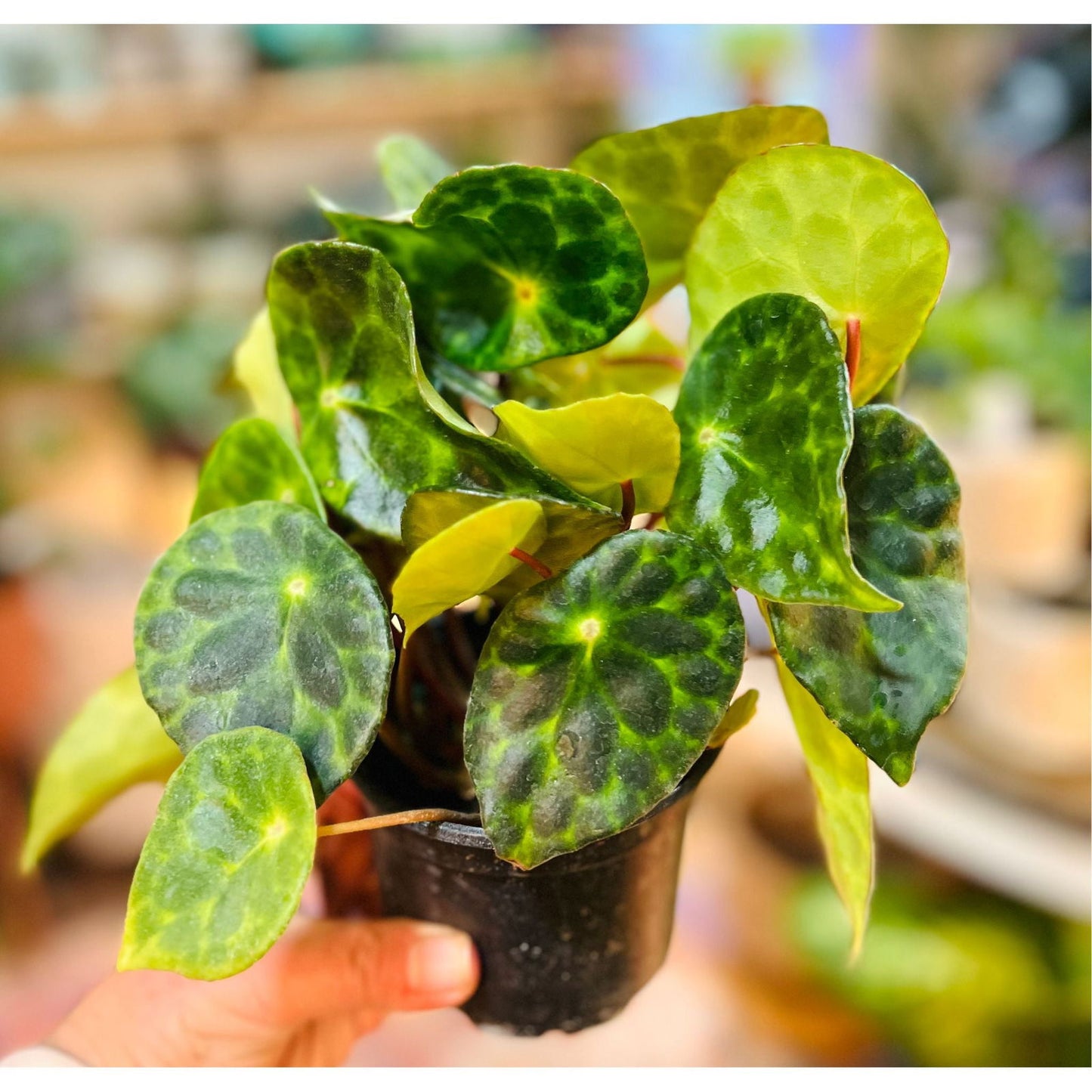 Begonia Kingiana - Hidden Seed Plant Shop