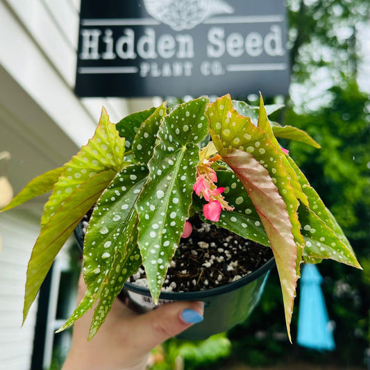 Begonia Maculata Silver Spot - Hidden Seed Plant Shop