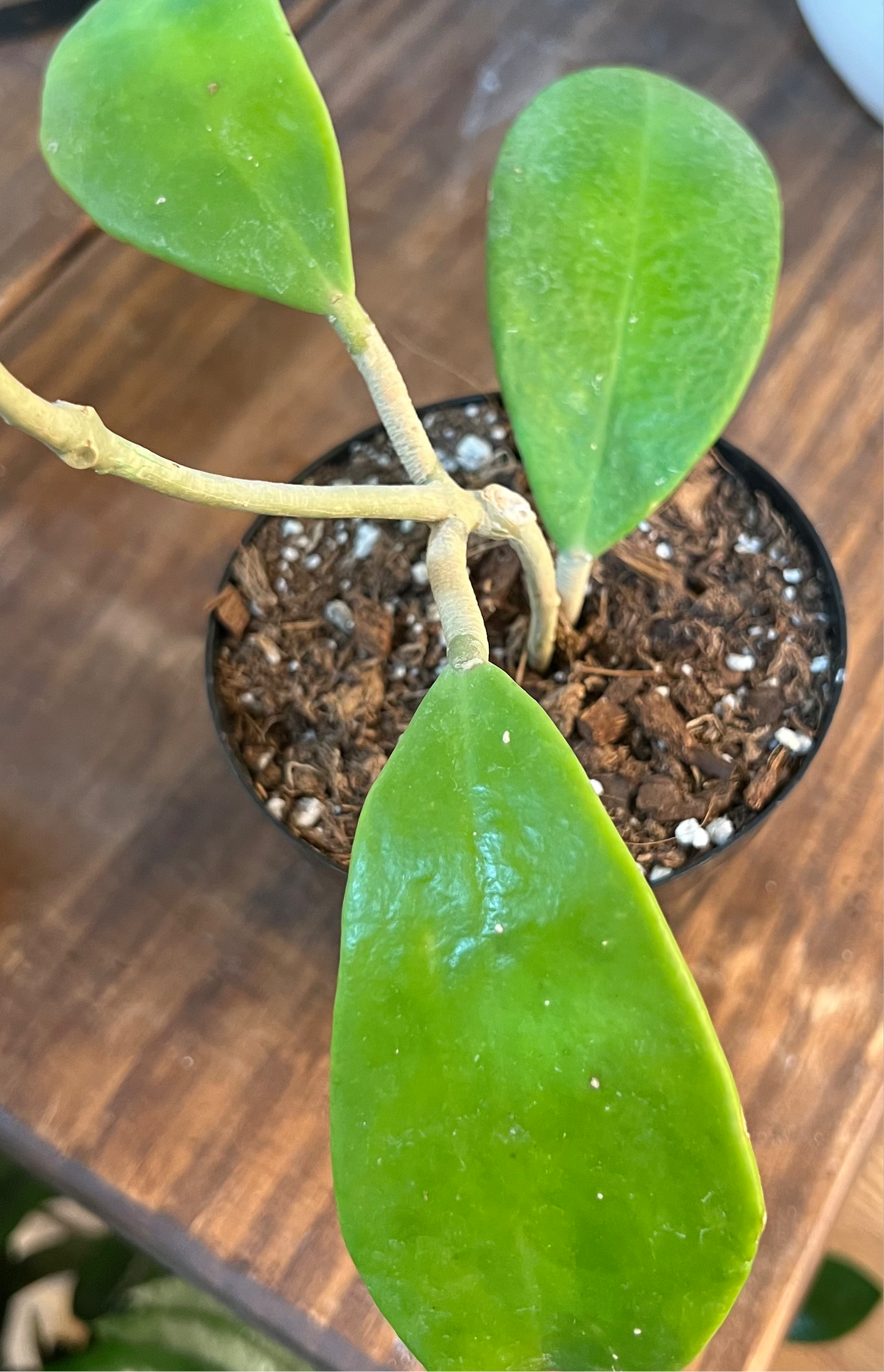 Hoya Excavata
