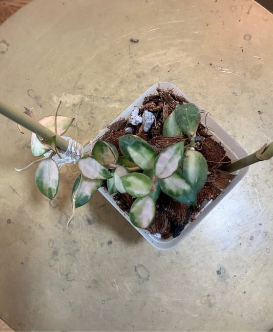 Lacunosa Tricolor Hoya
