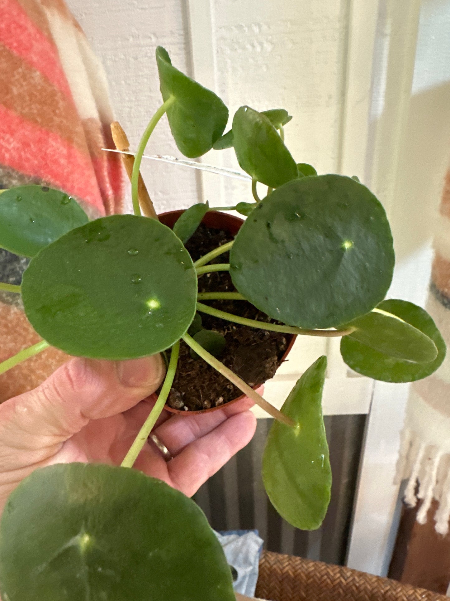 Pilea 'Chinese Money Plant' (Peperomioides)