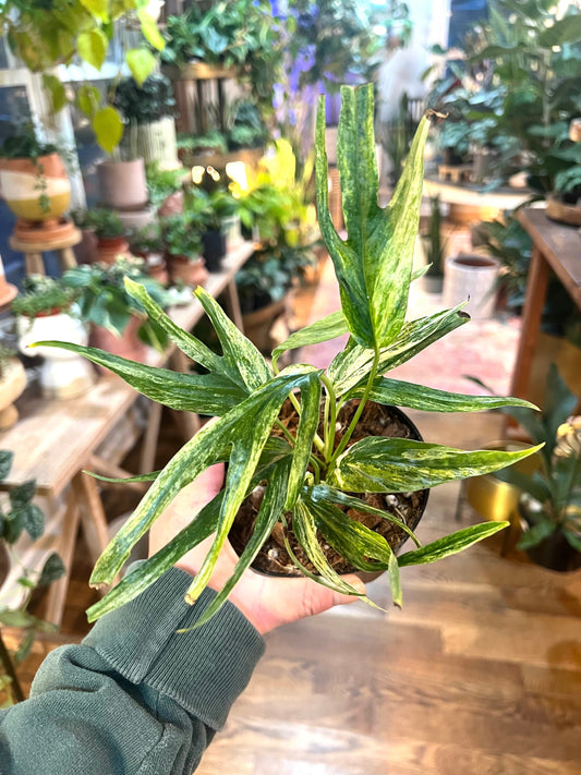 Amydrium Zippelianum varigegata