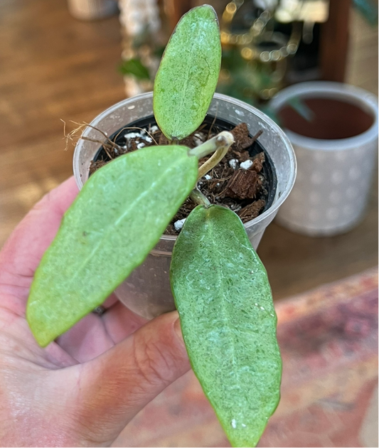 Hoya Silver Lady
