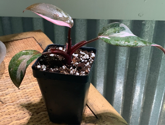 Philodendron 'Red Anderson'