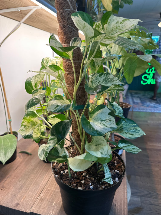 Epipremnum aureum 'Pothos Manjula' (Large Leaf Form)