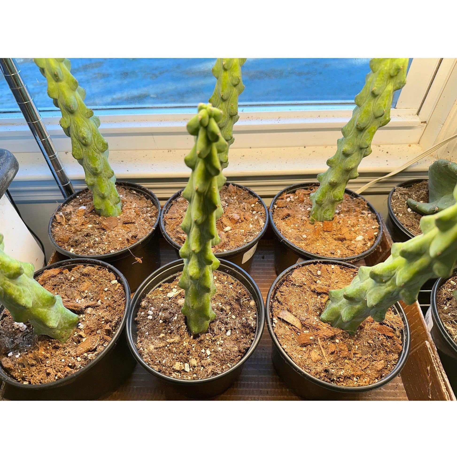 Cactus Boobie ‘Myrtillocactus Geometrizans’-available at Hidden Seed Plant Shop