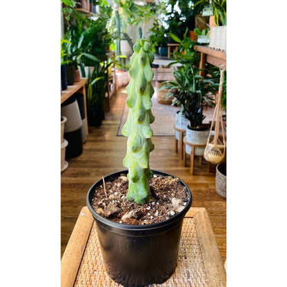 Cactus Boobie ‘Myrtillocactus Geometrizans’-available at Hidden Seed Plant Shop