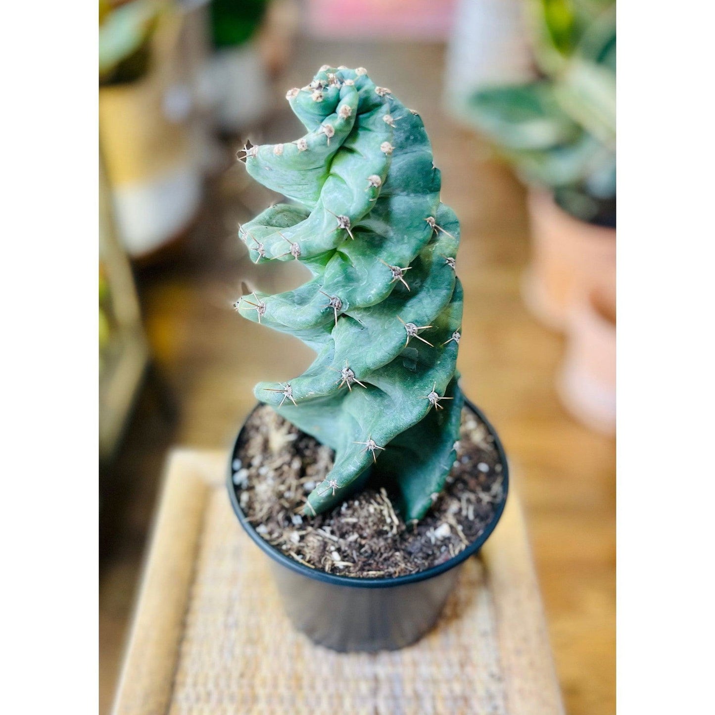 Cactus ‘Cereus forbesii Spiralis’ - Hidden Seed Plant Shop