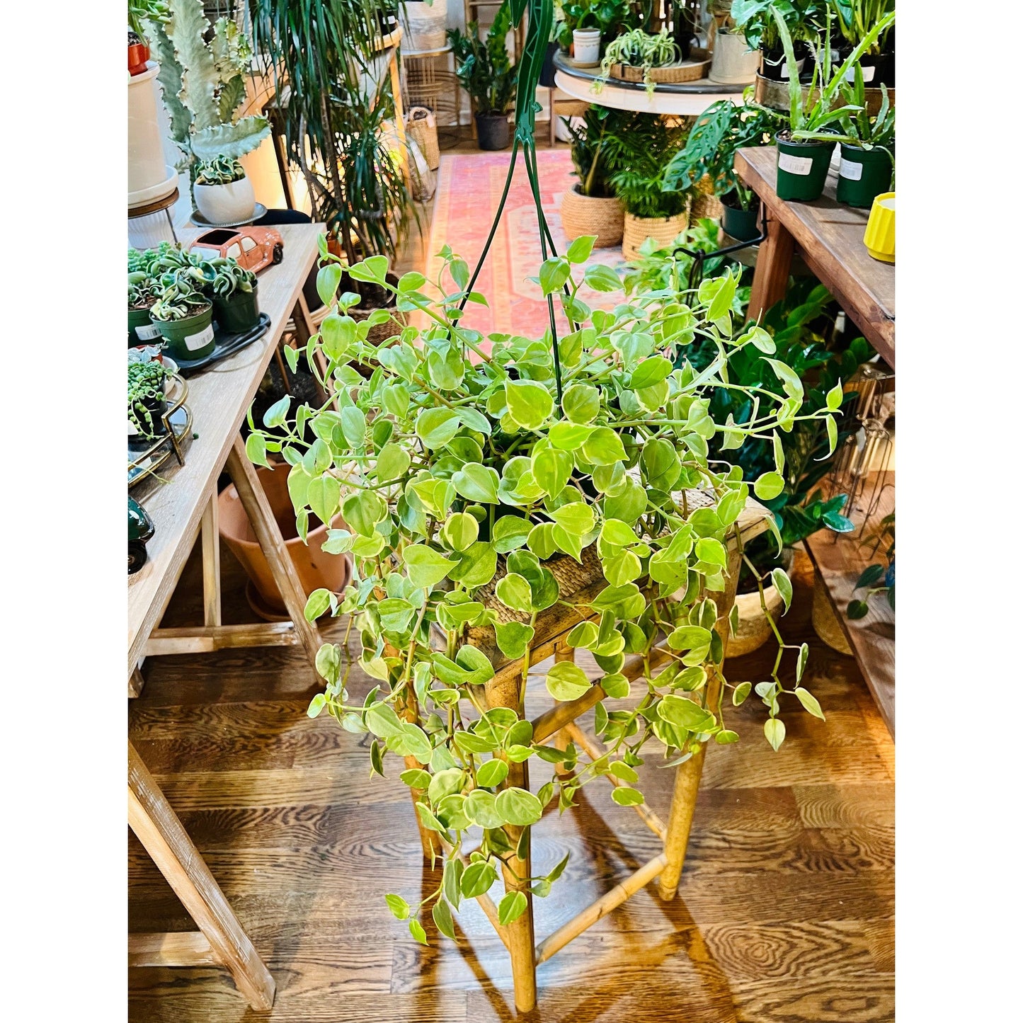 Cupid Peperomia-available at Hidden Seed Plant Shop