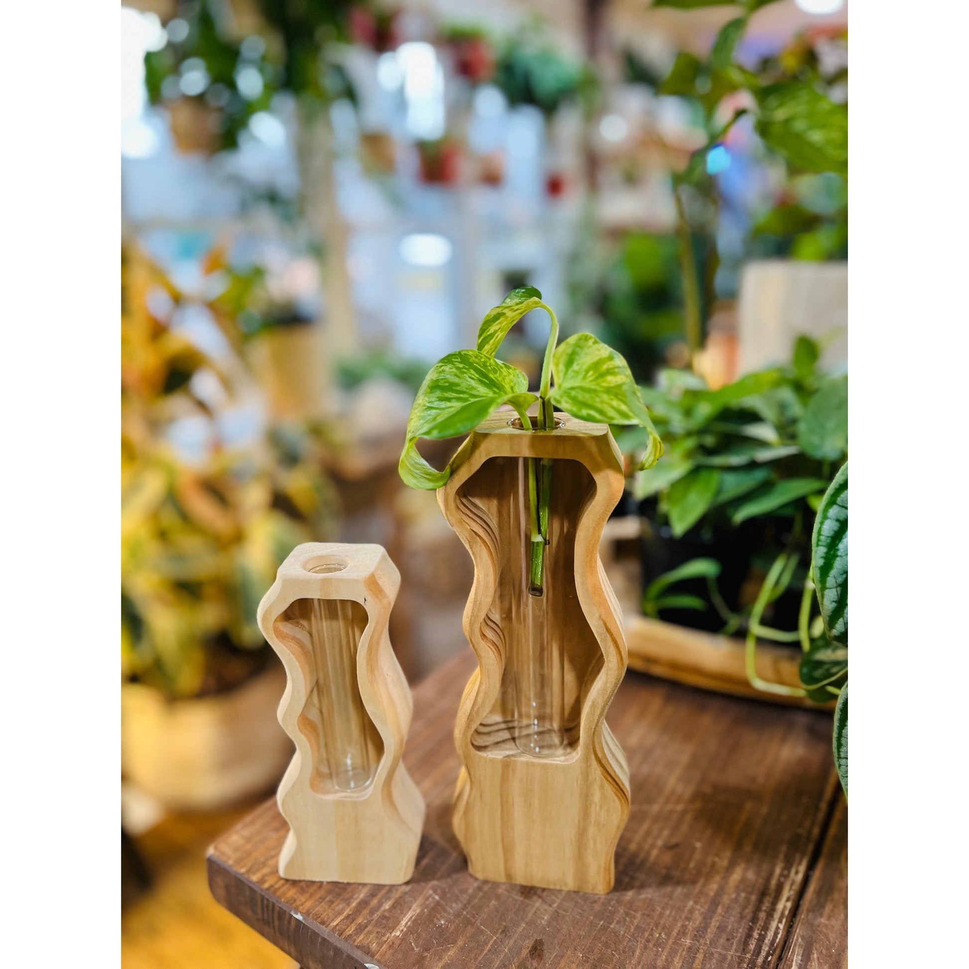 Curvy wood propagation stand-available at Hidden Seed Plant Shop