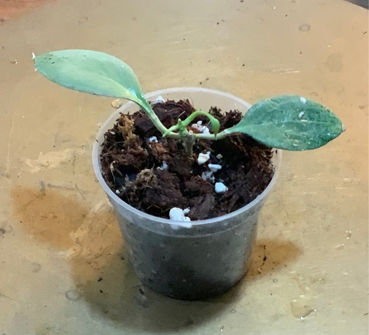 Hoya New Guinea ghost