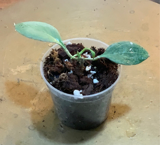 New Guinea ghost Hoya