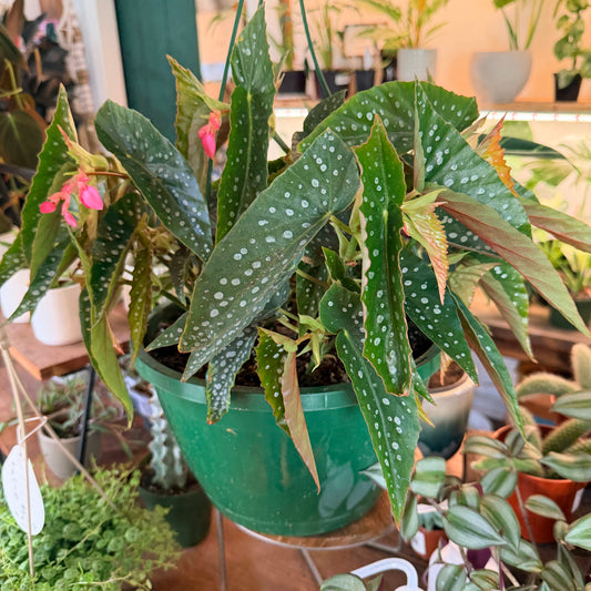 Begonia maculata silver spot