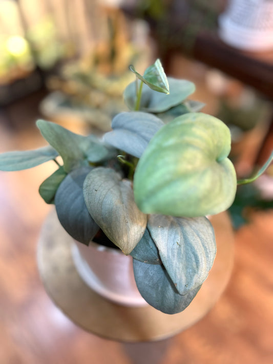 Scindapsus (Pictus) ‘Platinum’