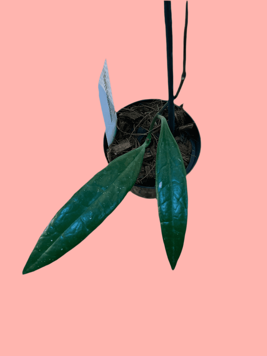 Hoya 'Sulawesiana'