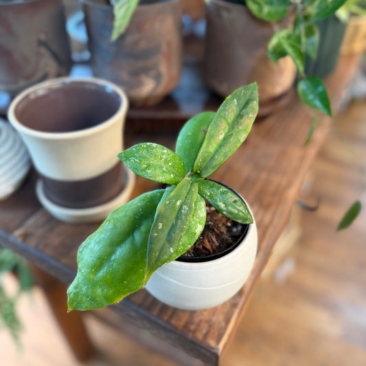 Hoya 'Mitrata' light splash