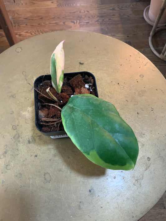 Hoya Incrassata