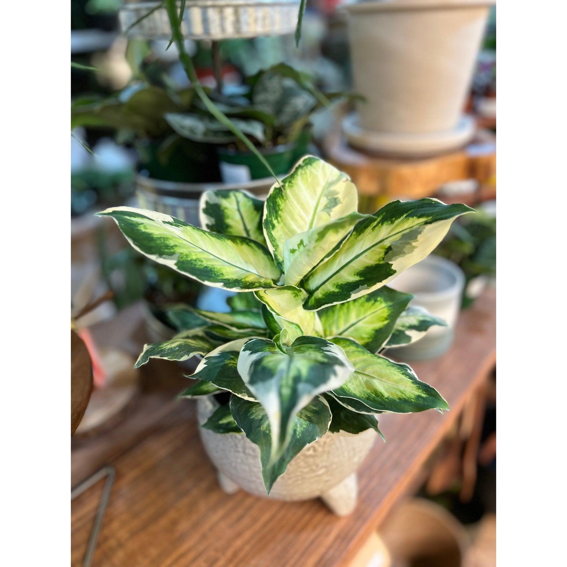 Dieffenbachia Cool Beauty 6”-available at Hidden Seed Plant Shop