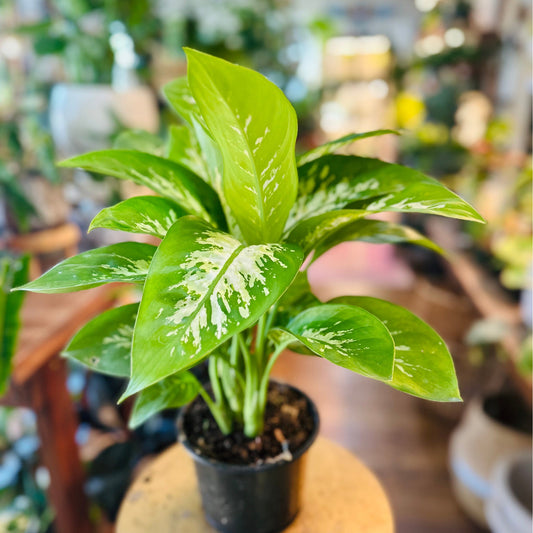 Dieffenbachia Tropic Snow-available at Hidden Seed Plant Shop