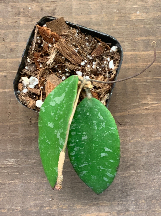 Hoya Phuwuaensis