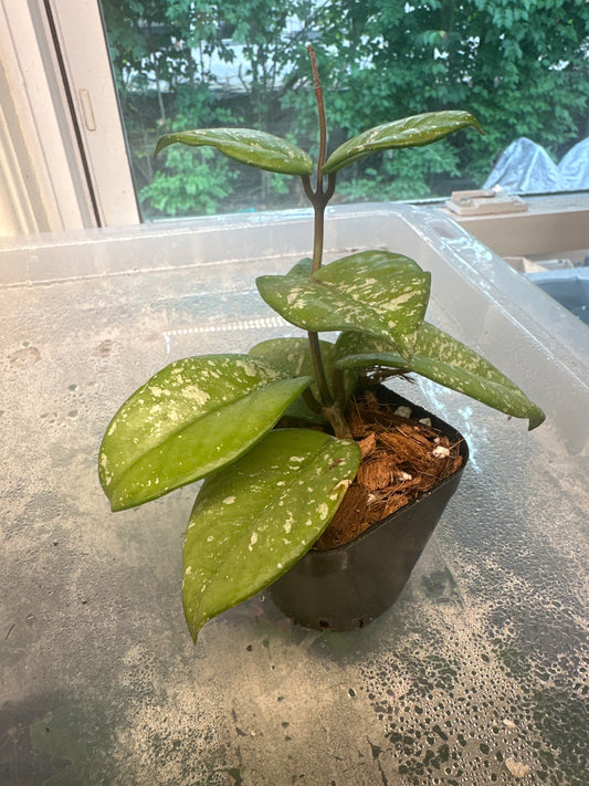 Hoya ‘Carnosa Freckled Splash - Chelsea
