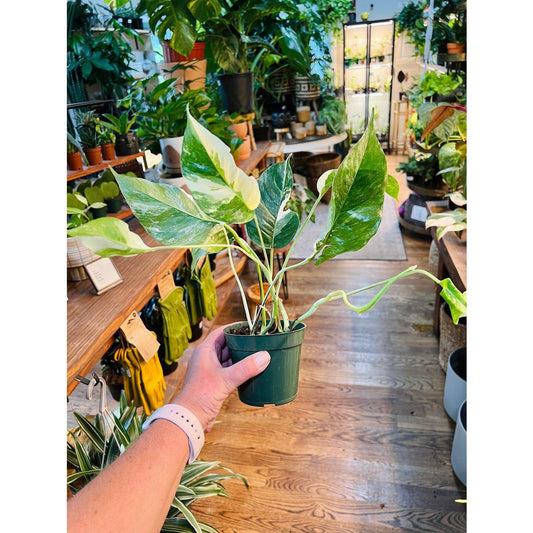 Epipremnum 'Pinnatum Albo Variegated'-available at Hidden Seed Plant Shop