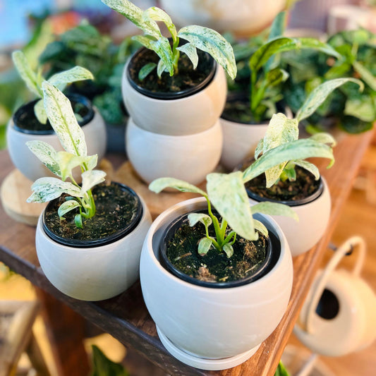 Epipremnum 'Giganteum Albo Splash Variegated' - Hidden Seed Plant Shop