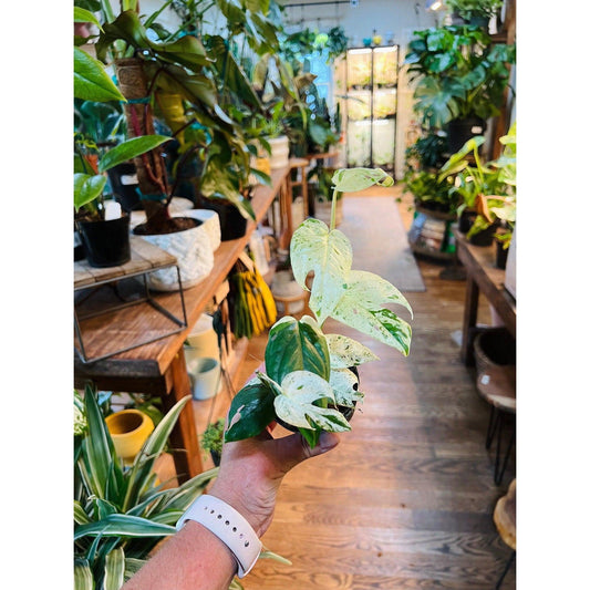 Epipremnum ‘Pinnatum Marble Variegated’ - Hidden Seed Plant Shop