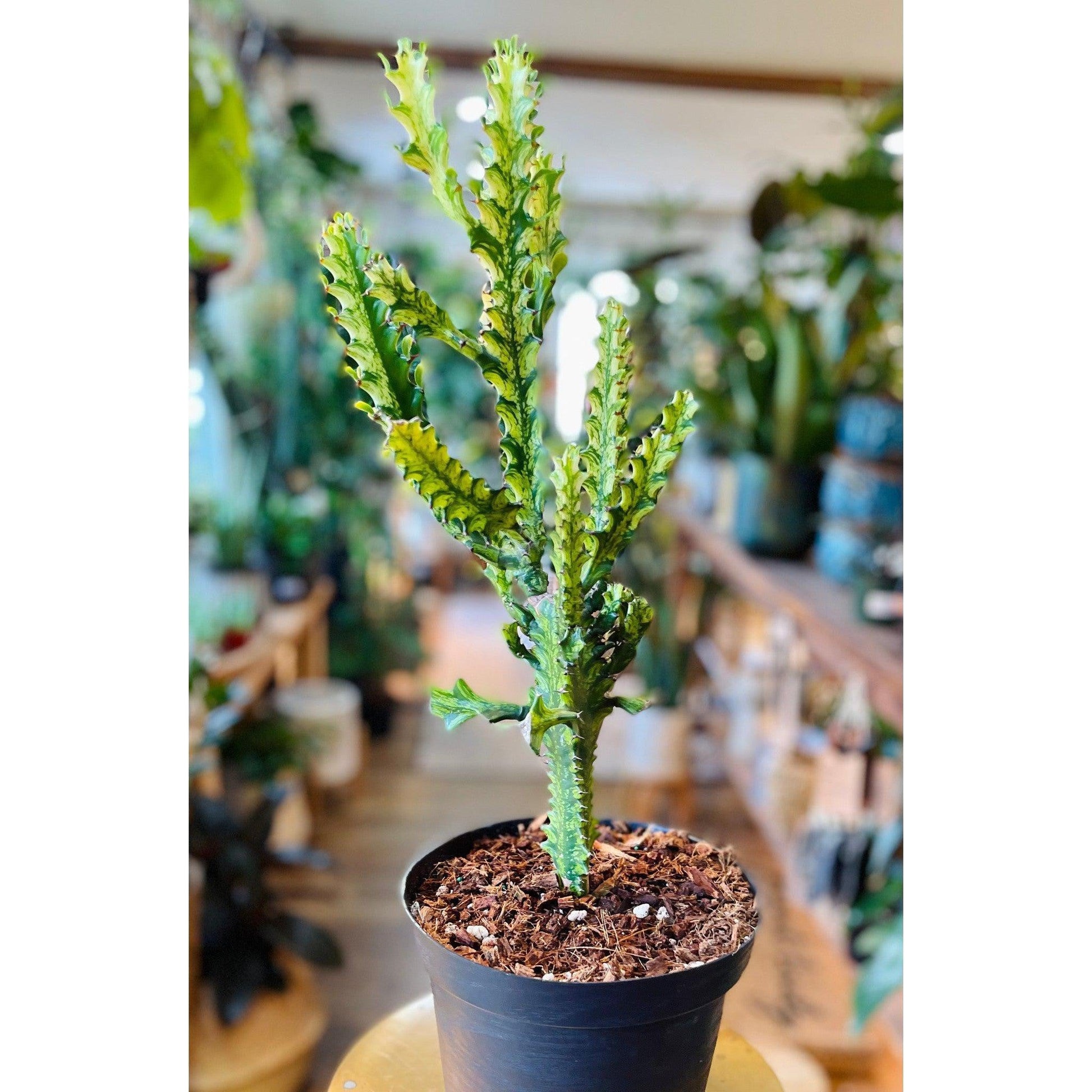 Euphorbia 'Trigona Variegated' (Dragon Bones) (j1)-available at Hidden Seed Plant Shop