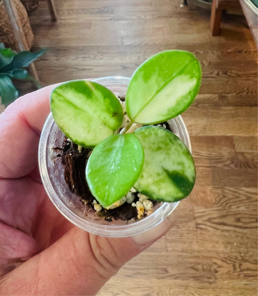 Hoya Mathilde Variegata