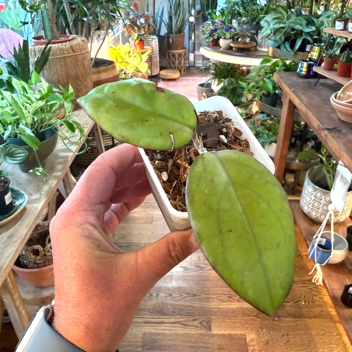 Hoya ‘Mayumi’ UPT002