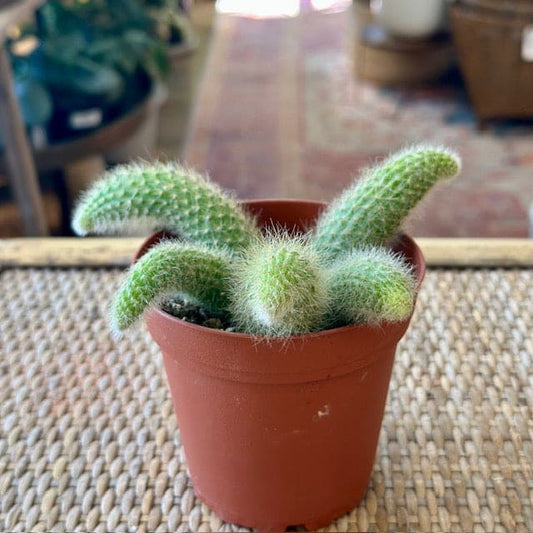 Monkey Tail Cactus