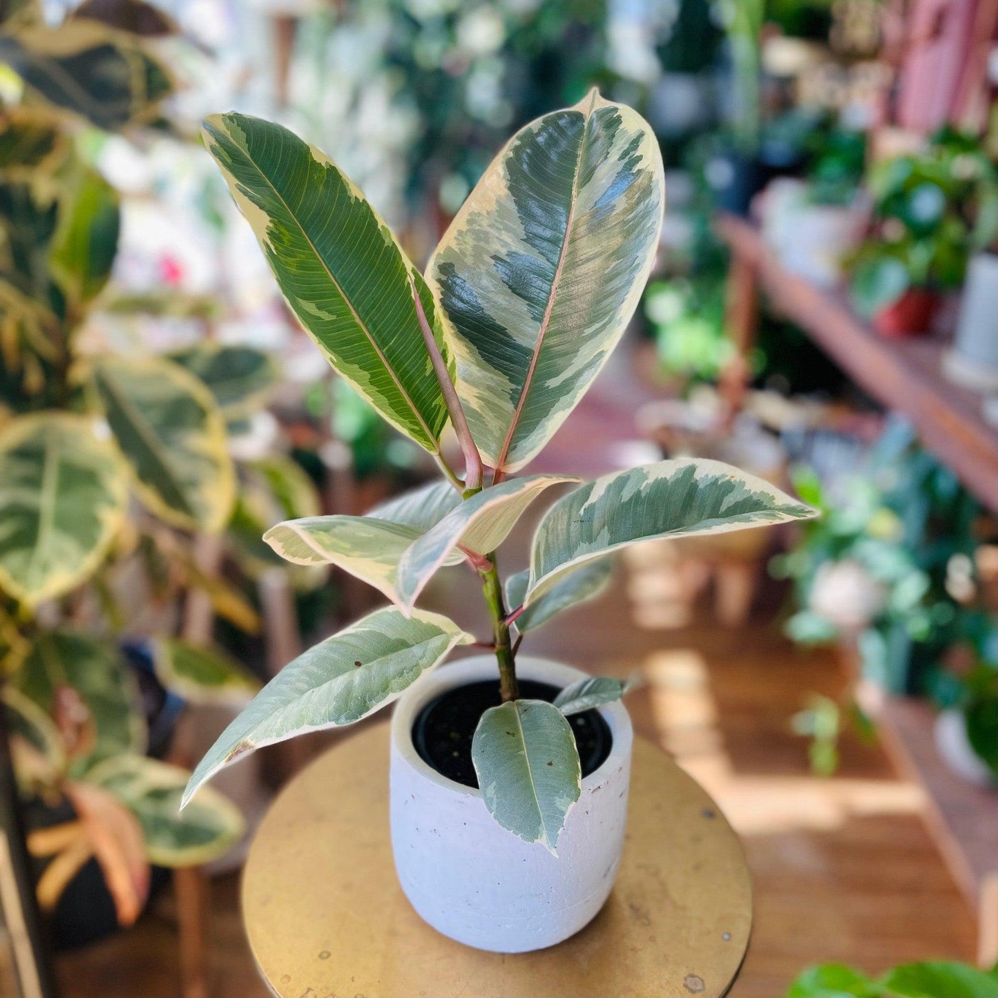 Ficus ‘Tineke' (Elastica/Decora)-available at Hidden Seed Plant Shop