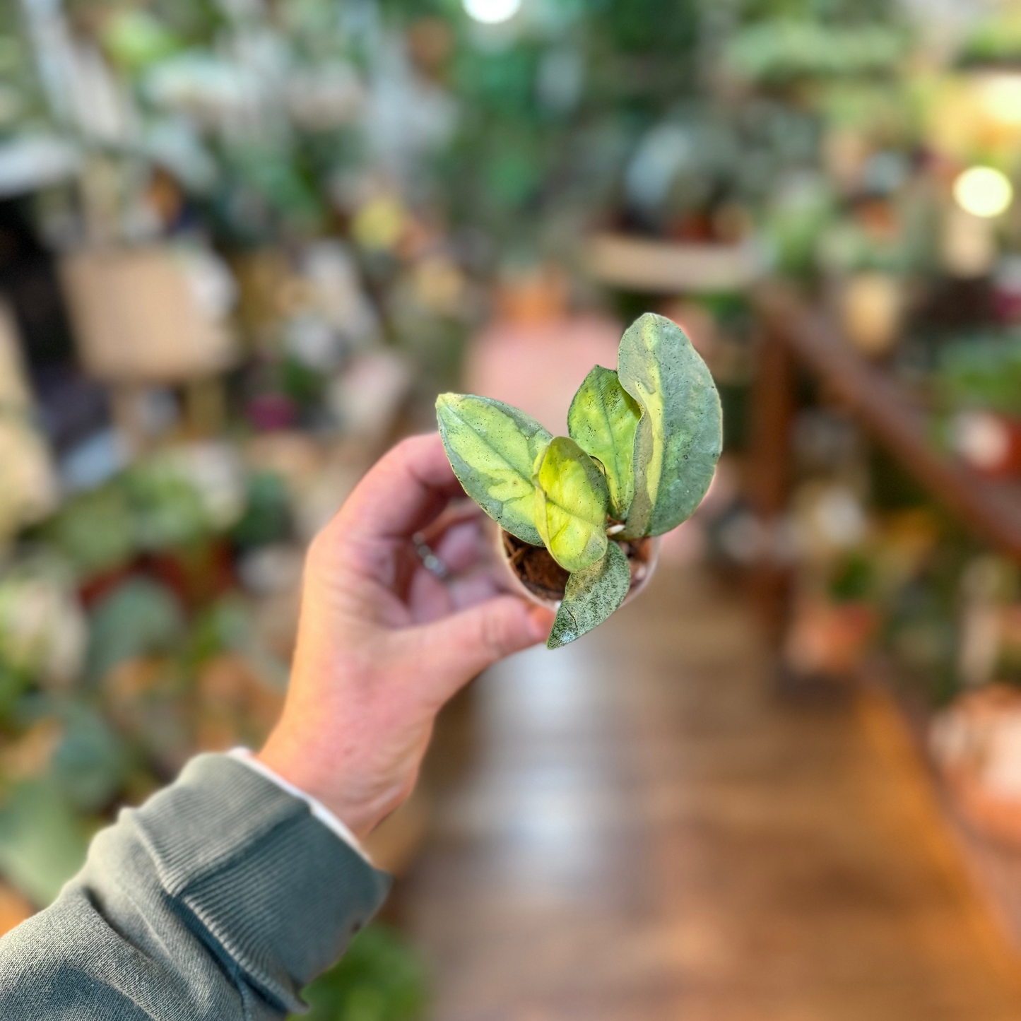 Hoya 'Argentea Princess' v3