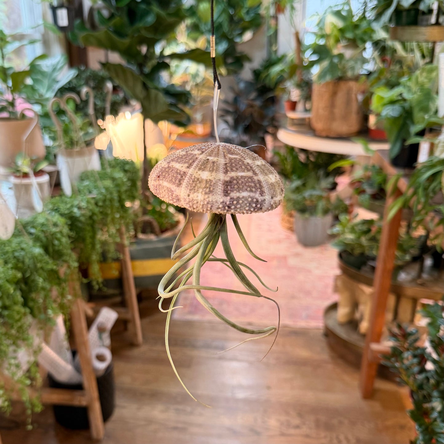 Sea Urchin Airplants