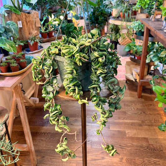 Hoya Hindu rope