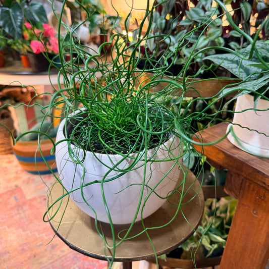 Juncus Spiralis