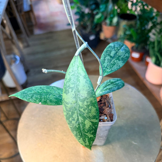 Hoya aff lambii splash