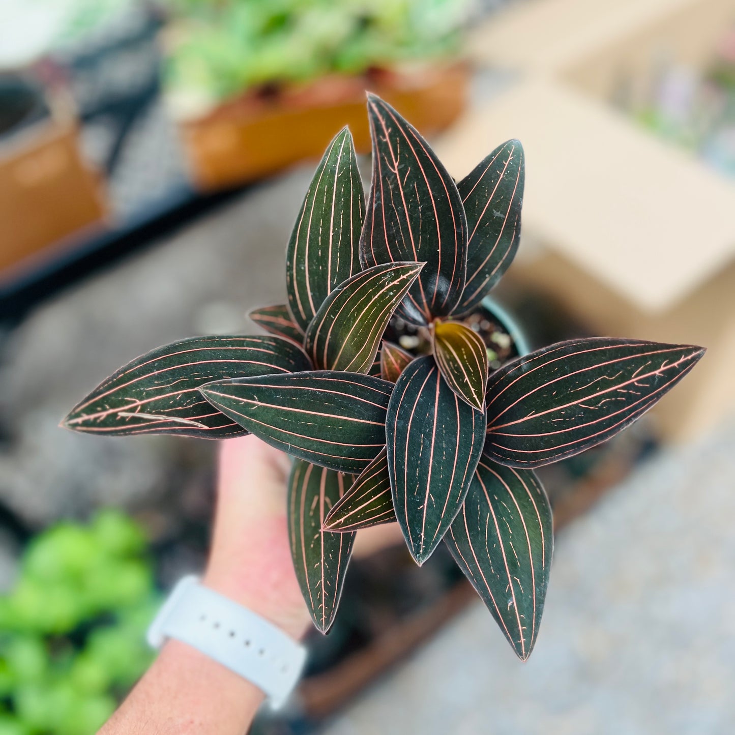 Jewel Orchid