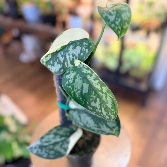 Scindapsus 'Mariposa'