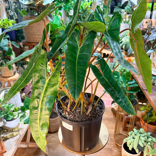 Philodendron˜Billietiae' (Large Form)